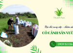 Cung cấp, chăm sóc cỏ cảnh sân vườn chuyên nghiệp tại Đồng Nai