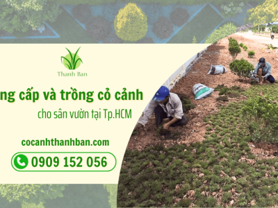 Đơn vị cung cấp cỏ cảnh giá tốt tại HCM – Cỏ Cảnh Thanh Ban