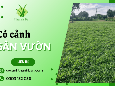 Cơ sở Thanh Ban - Trồng và cung cấp cỏ cảnh sân vườn, vỉa hè, công viên,... tại các tỉnh khu vực miền nam