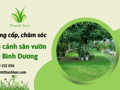 Cung cấp, chăm sóc cỏ cảnh sân vườn chuyên nghiệp tại Bình Dương