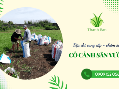 Cung cấp, chăm sóc cỏ cảnh sân vườn chuyên nghiệp tại Đồng Nai