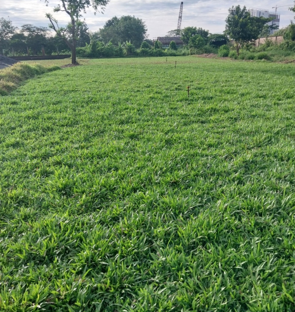 Cỏ Lá Gừng