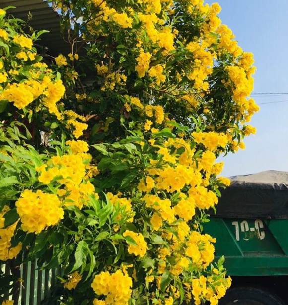 Cây Chuông Vàng