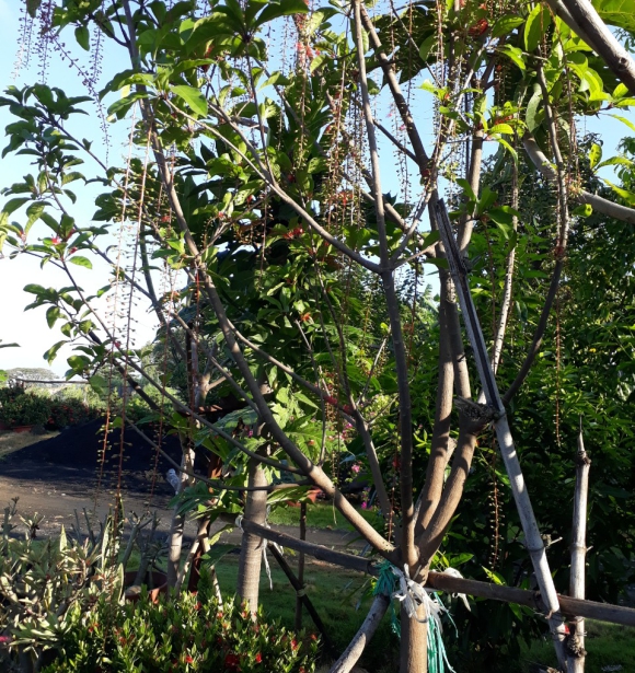 Cây Lộc Vừng