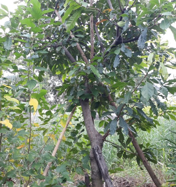Cây Lộc Vừng