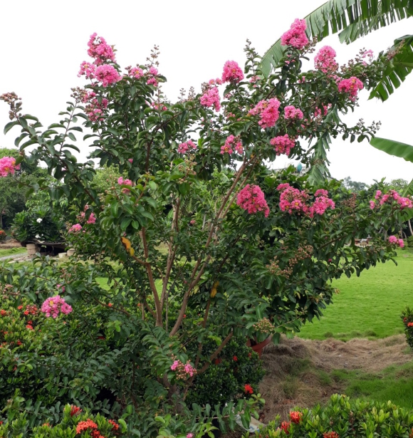 Cây Tường Vi