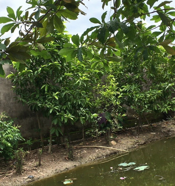 Cây Ngọc Lan