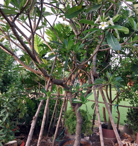 Cây Sứ Đại