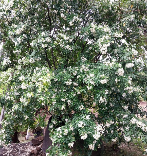 Hoa Nguyệt Quế