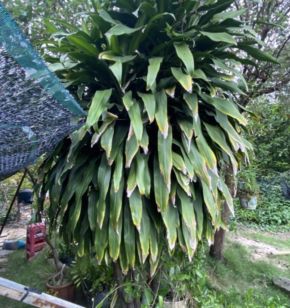 Cây Phát Tài
