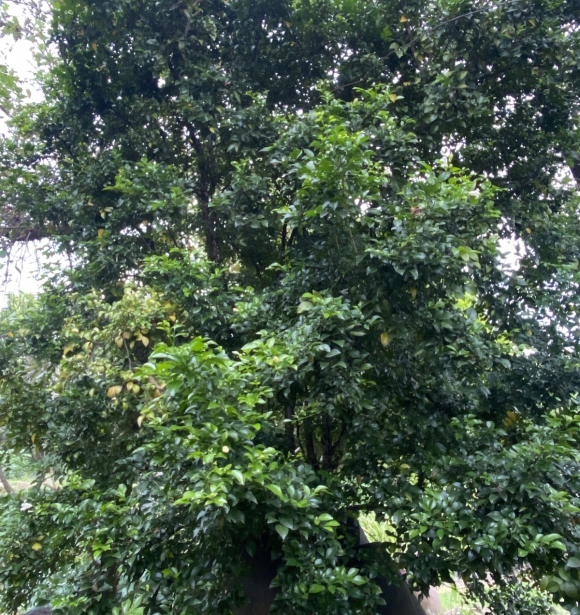 Cây Nguyệt Quế
