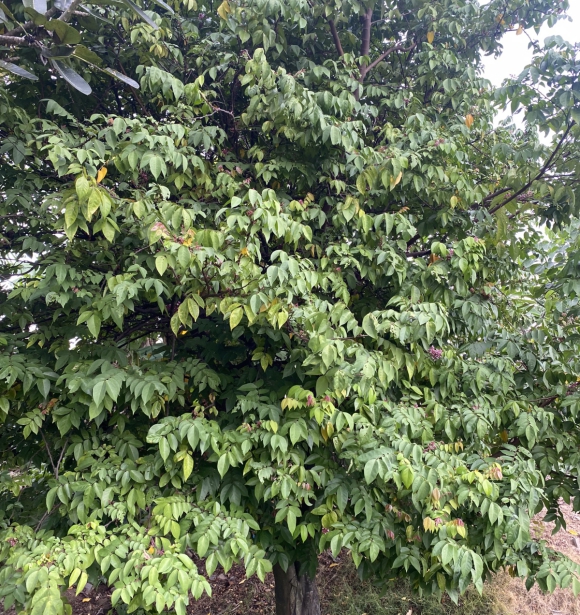 Cây Khế 