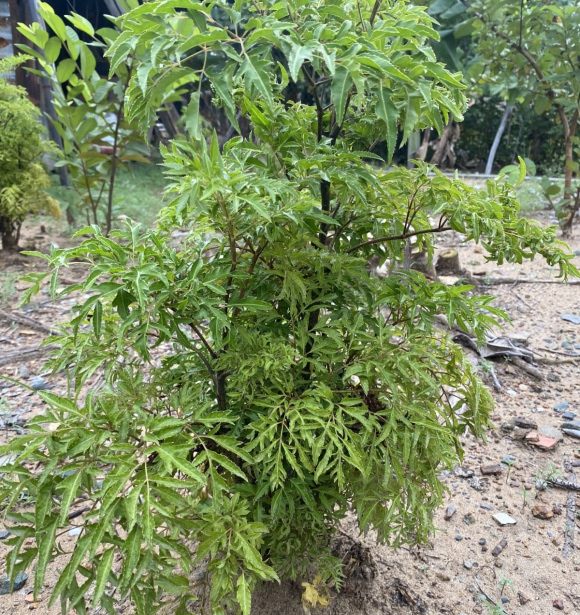 Cây Đinh Lăng