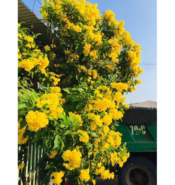 Cây Chuông Vàng