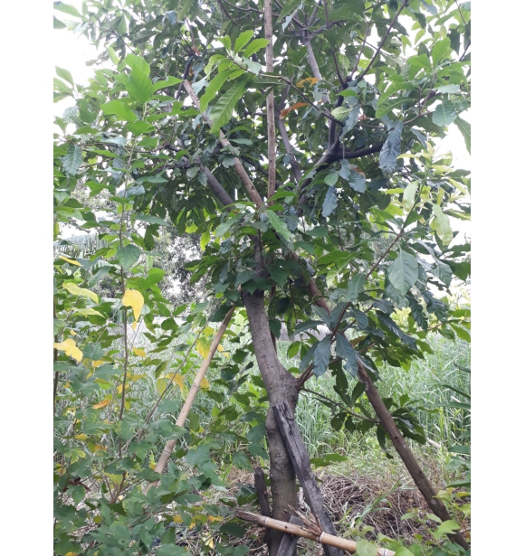 Cây Lộc Vừng