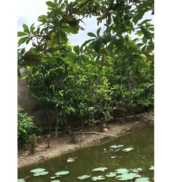 Cây Ngọc Lan