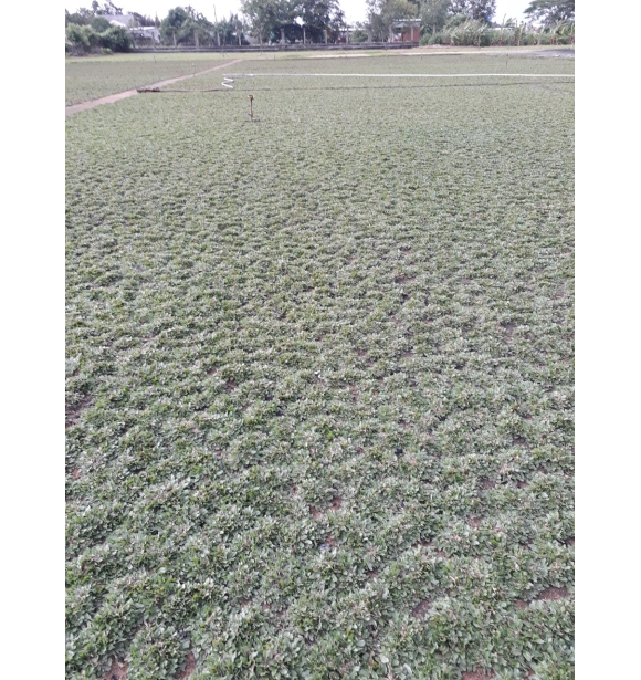 Cỏ Công Trình 1