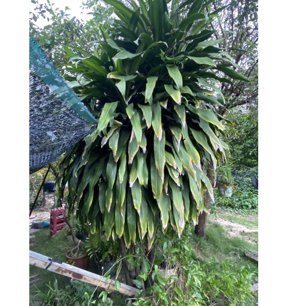 Cây Phát Tài