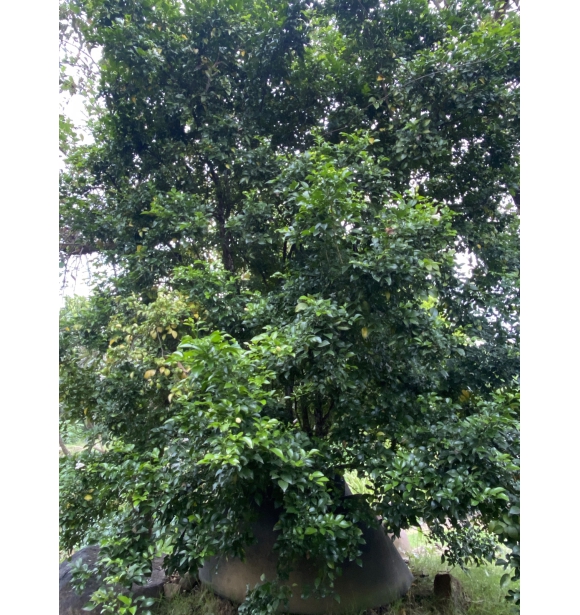 Cây Nguyệt Quế